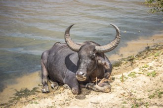 The oldest nature reserve on the lake. Natural surroundings with water buffalo in the morning at