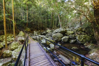 Kondalilla Falls Circuit at Kondalilla Falls in Kondalilla National Park on a warm sunny winter's