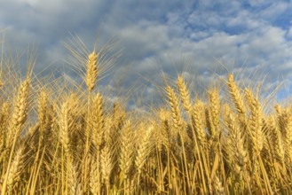 Cereal field in the French countryside. Alsace, France, Europe
