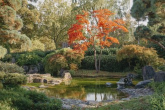 Beautiful Japanese Garden and red trees at autumn seson. A burst of fall color with pond