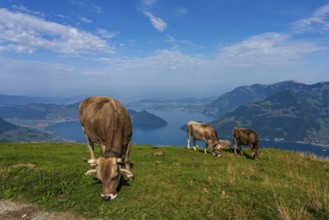 House cows grazing in the Swiss mountains