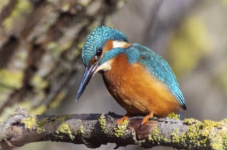 A Common Kingfisher (alcedo atthis) in the Reed, Heilbronn, Germany, Europe