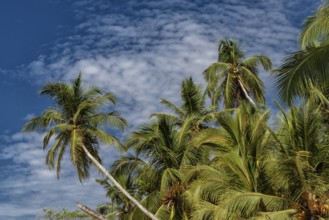 Palm beach