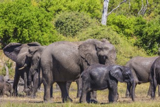 River Okavango, Botswana, Chobe National Park. The concept of exotic and active tourism. Large herd