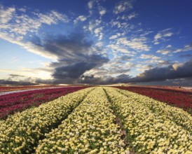 Spring wind farm on cultivation of buttercups garden. Large field of yellow and red flowers