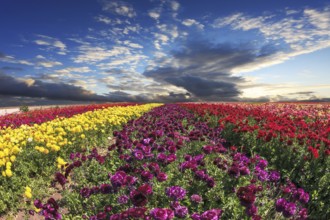 Spring wind farm on cultivation of buttercups - ranunculus garden. Large field of purple, yellow