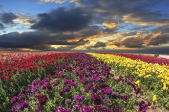 Large field of purple, yellow and red flowers. Spring wind farm on cultivation of buttercups garden