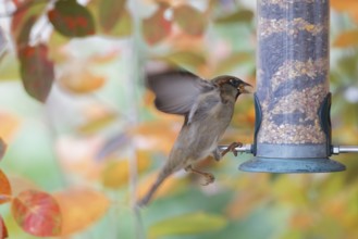 Sparrow eating seeds from a feeder. seasonal bird feeding. Bad Salzschlirf, Hessen, Germany, Europe