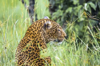 Leopard is preparing for the hunt. The magic of Africa. The famous Masai Mara Reserve in Kenya.