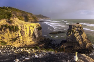 Large colony of Australian olushas nests on the rocks. Sunset on Murivay Beach. New Zealand, North
