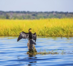 African cormorant dries its wings. Big Bird wings opened sitting on a tree among water. The concept