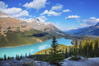 Mountain Lake as a fox head is popular among tourists. Turquoise Lake Peyto in Banff National Park,