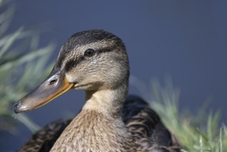 Close-up of a duck lying in the grass on the shore of a lake, Mallard (Anas platyrhynchos), Groede,