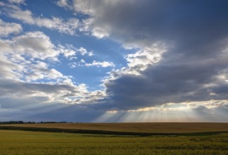 Dramatic summer morning landscape with wheat field in Central Bohemian Uplands, Czech Republic,