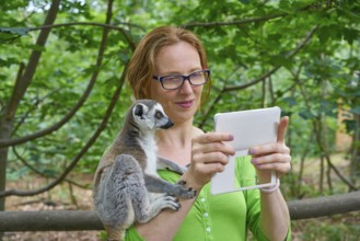 Woman taking photo selfie with ring tailed lemur animal outdoor