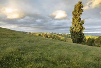An image of a typical rural landscape in New Zealand