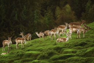 Deers on the Slope of a Hill near the Forest Obermaiselstein, Germany, Europe