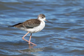 Stilt Sandpiper, Himantopus himantopus