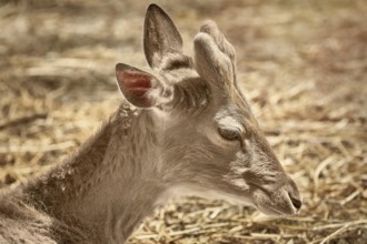 Portrait of Deer which is Resting on the Ground Varna, Bulgaria, Europe