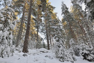 Winter sunny forest landscape