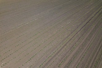 Aerial view of corn field. Top View spring corn field
