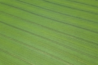 Rapeseed green field in spring, Aerial View