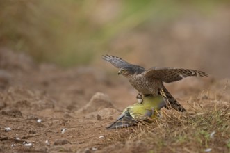 Female Eurasian sparrowhawk Accipiter nisus attacking a Yellow Footed Green pigeon on a forest