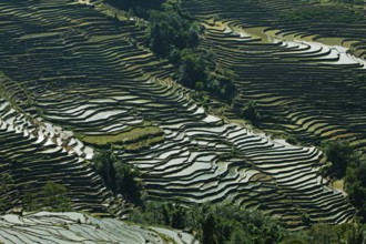 Rice field terrace, yunnan, china