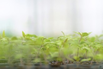 Sprouted Tomato. Potted Tomato Seedlings Green Leaves