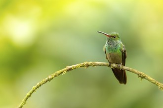 Rufous-tailed hummingbird (Amazilia tzacatl) resting on a branch, Manuel Antonio National Park,