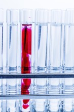Many test tubes during an experiment in a university research laboratory. Symbolic photo for
