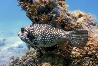 White-spotted puffer Underwater (Arothron hispidus) Marine life
