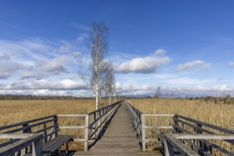 Federseesteg with blue sky and white clouds, reeds, moor landscape, Bad-Buchau, Upper Swabia,