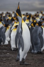 King Penguin (Aptenodytes patagonicus), trumpeting, Volunteer Point, Falkland Islands, Great