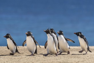 Rockhopper penguins (Eudyptes chrysocome) on the way to their colony, Pebble Island, Falkland