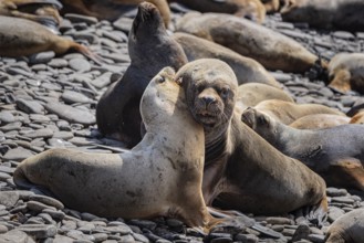 Maned seals (Otaria flavescens) showing readiness to mate, Bleaker Island, Falkland Islands, Great