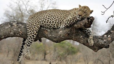 Resting leopard on a tree Sabi Sands, Kruger National Park, South Africa South Africa