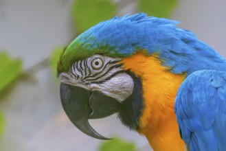 Colorful Portrait of Blue and Yellow Macaw, known as the Blue and Gold Macaw