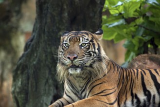 Close up photo of sumatran tiger