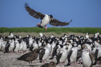 Blue-eyed Cormorant (Phalacrocorax atriceps), also Imperial shag, landing in a breeding colony,