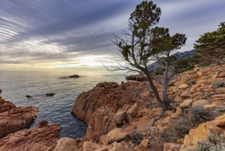 Coastal landscape with bizarre, red rocks and weathered, gnarled trees at sunset over the sea,