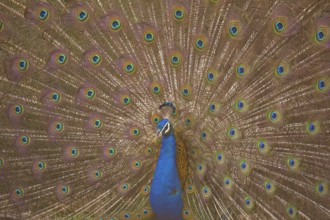 Peafowl in Ranthambhore national park, rajasthan, India, Asia