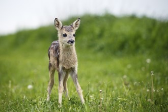 Young wild roe deer in grass, Capreolus capreolus. New born roe deer, wild spring nature