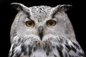 Siberian Eagle Owl on black background, Bubo bubo sibiricus