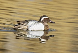 A Garganey (Anas querquedula), garganey, on a Lake in Heilbronn, Germany, Baden-Württemberg, Europe