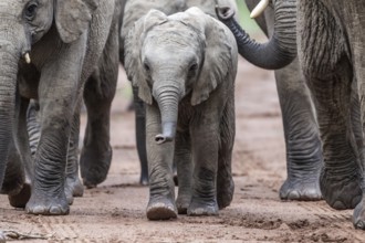 Elephant (Loxodonta africana) baby elephant in the herd, Qwabi Private Game Reserve, Biosphere