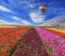 Spring windy day. Huge balloon flies over a field. Flowers planted with broad bands of bright
