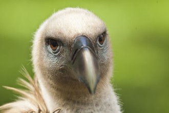 Griffon vulture (Gyps fulvus)