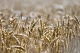 Close-up of a wheat field in the sunlight, golden ears of wheat dominate the scene, Coxhill,