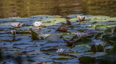 Water lilies (Nymphaea) in the Hölzersee near Magstadt